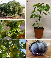 Image result for Jatropha curcas