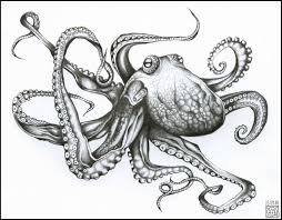 Cool Octopus Drawings And Octopus Tentacles Drawing At Paintingvalley Explore Octopus Drawing Octopus Tentacles Drawing Octopus Sketch
