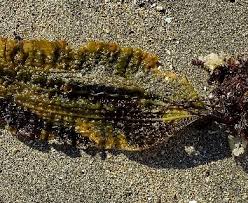 Image result for Isolepis costata