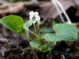 Image result for Landolphia violacea