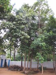 Image result for Gmelina arborea