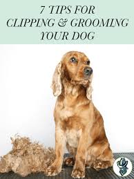 What am i going to do?' aspirants from india and other asian countries, where english is not the first language, have to qualify these tests. Clipping And Grooming Your Dog 7 Tips From Cowboy Magic Cowboy Magic