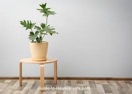 Selloum, hope plant, lacey tree, native: Split Leaf Philodendron Plant Care Philodendron Bipinnatifidum