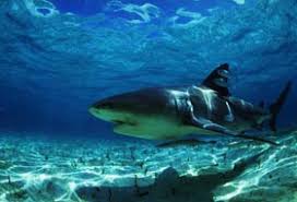 Beyond the bunkers at the. Bull Shark Threat They Swim Where We Swim