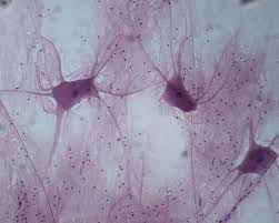 What are the four types of animal tissues and their functions. Animal Tissues Biology4isc