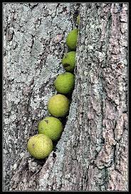 How To Harvest Black Walnuts Black Walnut Tree Wild Edibles Medicinal Plants