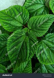 Image result for Tragia brevipes