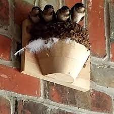We did not find results for: Barn Swallow Nest Cups Set 2 Barn Swallow Unique Bird Houses Bird Houses