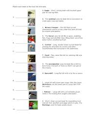 Match The Birds With Their Nests Match Each Beak To The Food The Bird Eats A Eagle Short Teaching Middle School Science Kids Science Lab Bird Unit Study