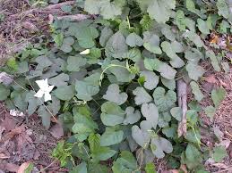 Image result for Ipomoea tenuipes