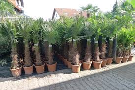 Bei der palmetto palme handelt es sich um eine auffällige fächerpalme. Winterharte Palmen Fur Den Garten Kaufen Das Ubernimmt Instagram Von Palmenlager De Pflanzenversand Amp Lage Palmen Kaufen Winterharte Palmen Palmen Garten