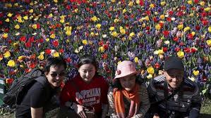 Objek pemandangan alam merupakan salah satu. Turis Selfie Jadi Ancaman Taman Bunga Tulip Belanda