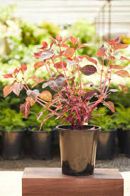 Image result for Iresine herbstii