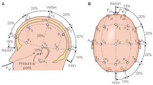 A Good Map Of The 10 20 Electrode Placement System Helpful