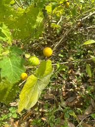 Image result for Solanum viarum
