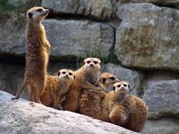 Mangouste Suricate En Images Videos Dinosoria Imprimez les cartes en couleur, collez chaque feuille sur un papier construction de la couleur. mangouste suricate en images videos
