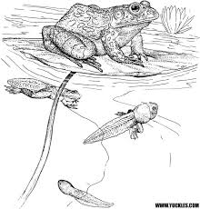 Frog Coloring Page By Yuckles Frog Coloring Pages Bear Coloring Pages Animal Coloring Pages