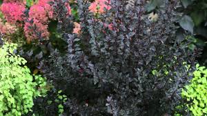 We did not find results for: 5 Must Have Flowering Shrub Varieties For Your Garden This Spring