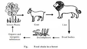 We hope you find what you are searching for! Energy Flow Of Ecosystem Food Chain Food Web Ecological Pyramids