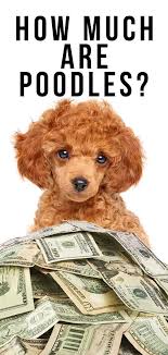 Maybe you would like to learn more about one of these? How Much Are Poodles Your Guide To The Cost Of This Purebred