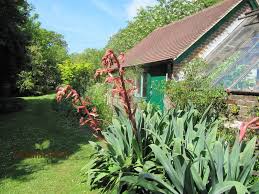 Image result for Beschorneria yuccoides