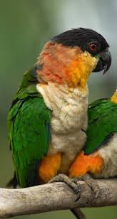 Lorito Chirlecres Black Headed Parrot Grunzugelpapagei Maipouri A Tete Noire Krasivye Pticy Tropicheskie Pticy Popugaj