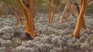 Copper Silver Hued Bark Adorns The Eucalyptus Salubris Trees Of The Nullarbor Plain Western Australia Nullarbor Plain Fine Art Tree Wallpaper