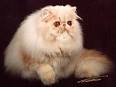 Pre-Loved Persian Kittens For Sale Doll Face Persian ...
