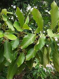 Image result for Kraussia floribunda