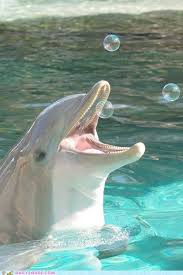 Dolphin Playing With Bubbles Animals Underwater Animals Animals Beautiful