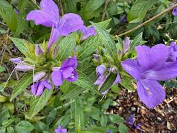 Image result for Barleria cristata