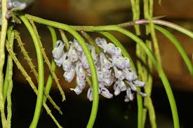 Image result for Diaphananthe sarcophylla