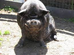 Find guinea pigs for sale via pets4homes. Did You Know A Female Pot Bellied Pig Averages 6 8 Piglets Per Litter And Can Have As Many As 12 Or More Our Very Own Spike Was One Of 15 Piglets A Sow