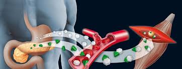 Image result for pancreas location