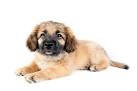 Golden Shepherd Puppies For Sale | Paws N Pups