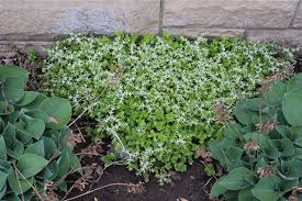 Image result for Commicarpus pedunculosus