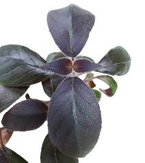 Image result for Kohleria