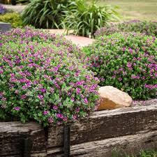Image result for Polygala macrostigma