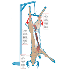 a step by step guide to butchering your own deer field