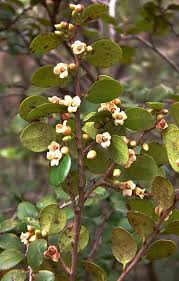 Image result for Diospyros natalensis
