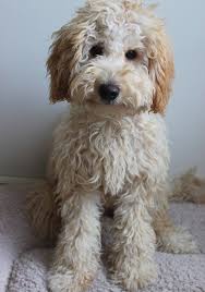 Australian Labradoodle Mini Australian Labradoodle For Sale Chocolate Pup Labradoodle Puppy Labradoodle Dogs Labradoodle Puppies For Sale