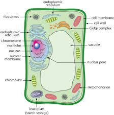 Plant And Animal Cells Revised Plant Cell Drawing Animal Cell Project Plant And Animal Cells