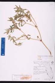 Image result for Flaveria trinervia