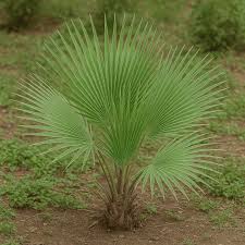 Image result for Phoenix pusilla