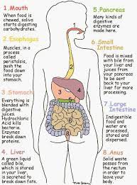 Pin By Shruti Ashar On Health Digestive System For Kids Human Digestive System Human Anatomy And Physiology
