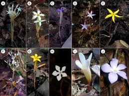 Image result for Schinziella tetragona