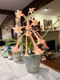 Image result for Cyrtanthus mackenii