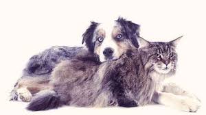 Symptoms of liver cancer can include pain or fullness in the right upper abdomen, yellowing of the skin and whites of the eyes. Liver Cancer In Dogs And Cats Petcarerx