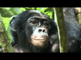 Bonobo female walking, pan paniscus, native to democratic republic of congo | national bonobo matriarch. Bonobos Die Sanften Vettern Der Schimpansen Youtube