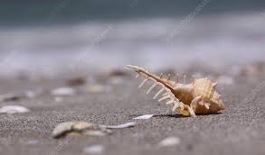 Image result for Micractis bojeri